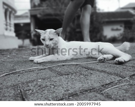 Sad Cat on black and white