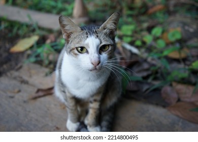 2,642 Pity Cat Images, Stock Photos & Vectors | Shutterstock