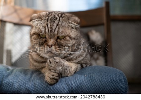 Sad cat, Scottish Fold, lying on soft ottoman in his chair and looks thoughtfully. Depression in pets. Psychological concept. 