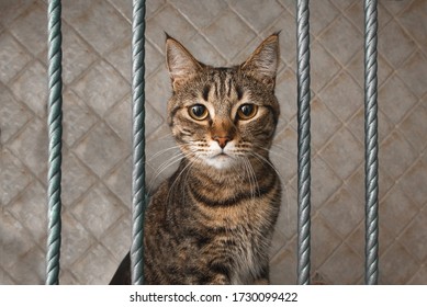 845 Cat jail Images, Stock Photos & Vectors | Shutterstock