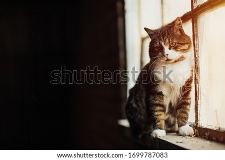 Sad cat sitting by the window. Cat sits on a window in sunny day. Home isolation on   quarantine.