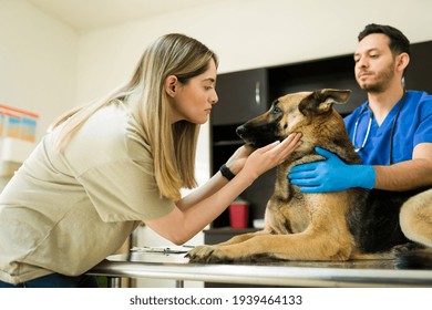 Sad Caucasian Woman Petting Her Dog And Saying Goodbye To Him At The Veterinarian. Hispanic Professional Vet Ready To Put To Sleep An Aging German Shepherd