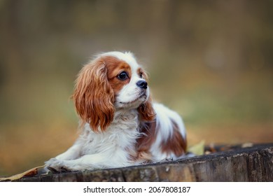 Sad Cavalier King Charles Spaniel Dog Stock Photo (Edit Now) 2067808187