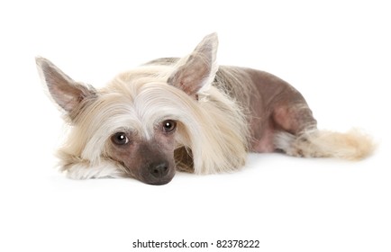 Sad Chinese Crested Dog Laying And Looking In The Camera Isolated On White Background