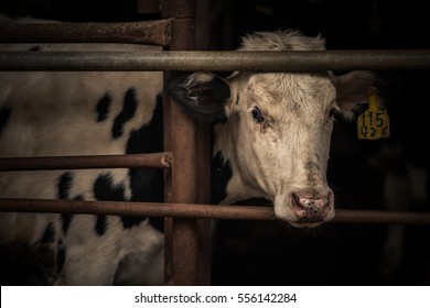 Sad Cow Behind Bars