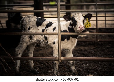 Sad Cow Locked Away