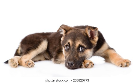 Sad Crossbreed Puppy Dog Looking At Camera. Isolated On White Background