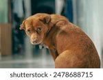 sad cute brown dog look somewhere