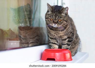 Sad Cute Little Exotic Cat Sits On The Windowsill In Front Of A Bowl Of Food. Taking Care Of Pets.