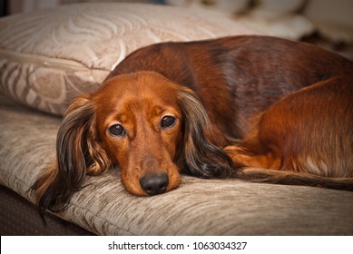 sad dachshund dog laying on couch looking at you close up mini dog fur long bodie long haired 