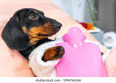 Sad Dachshund puppy in warm pajamas with pink hot water bottle suffers from cold lying in comfortable bed at home close view