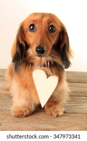 Sad Dachshund Puppy Wearing A Large Heart Shaped Tag. Add Your Own Text. 