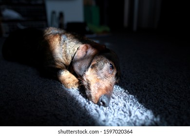 Sad Depressed Dog Dachshund Dark