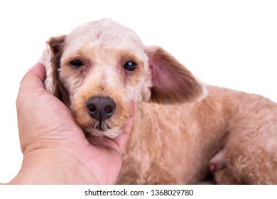 Cutted Poodle Images Stock Photos Vectors Shutterstock