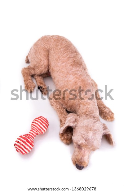 Sad Depressed Poodle Pet Dog After Stock Photo Edit Now 1368029678