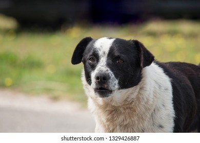 Sad And Dirty Black And White Mutt Dog Looking At Camera. Blurred Background With Copy Space.