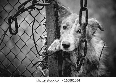 Sad Dirty Dog Black And White On Fence