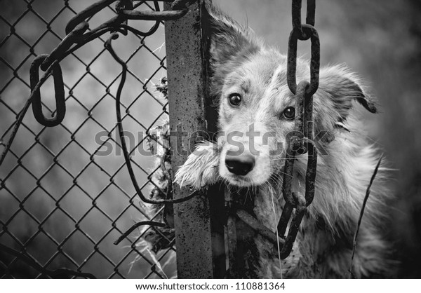 Sad dirty dog black
and white on fence