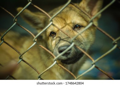Sad Dirty Dog In A Cage, Shallow Focus.