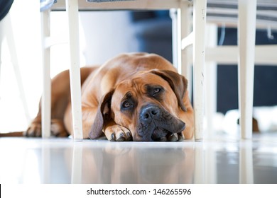 A Sad Dog
