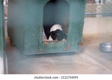 Sad Dog Abandoned Inside The Doghouse In The Kennel