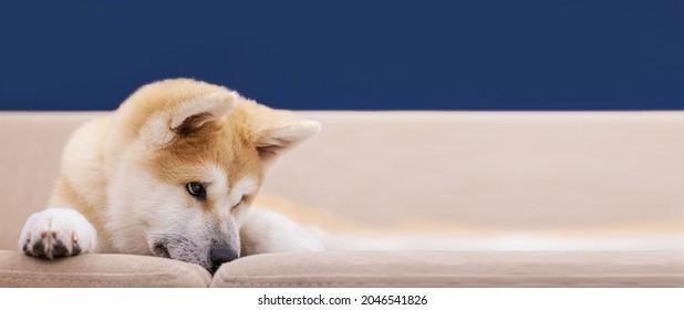 5,545 Beautiful funny akita Images, Stock Photos & Vectors | Shutterstock