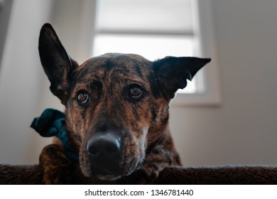 Sad Dog Alone Laying On The Top Of The Stairs