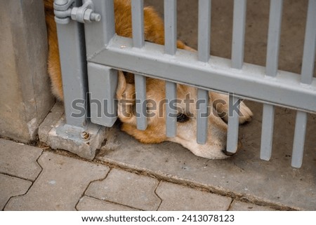 a sad dog at an animal shelter for found animals