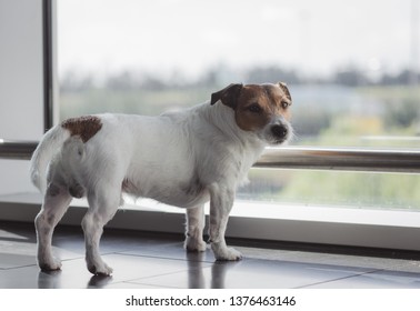 Sad Dog Anxious About Flight Waiting Airplane In Airport