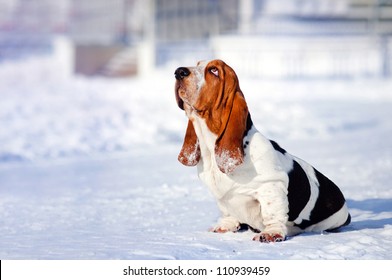 Sad Dog Basset Hound Sits In Winter