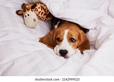 Sad Dog Beagle Is Lying In Bed With A Soft Toy Under The Blanket. Cozy Homely Atmosphere. 