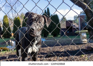 Sad Dog Behind Chain Link Fence