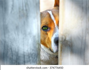 Sad Dog Behind A Fence Looking At You