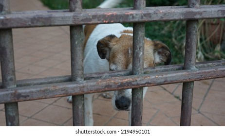 Sad Dog Behind A Gate. Lonely And Melancholy Dog Awaits Its Owner. Abandonment Of Animals, Imprisonment And Solitude. Captive Animals Locked Up In A Garden.