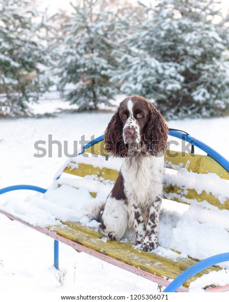 Sad Dog Breed English Springer Spaniel Stock Photo Edit Now