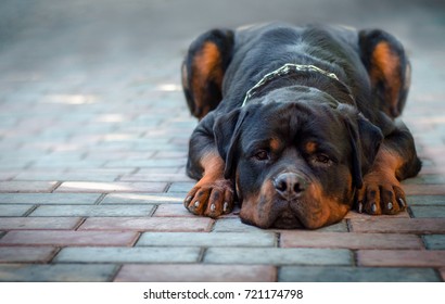 sad dog breed Rottweiler lies