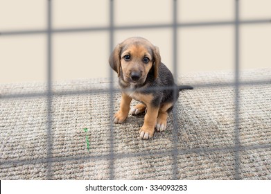 Sad Dog In A Cage At The Pound