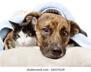 Sad Dog And Cat Lying On A Pillow Under A Blanket. Isolated On White Background