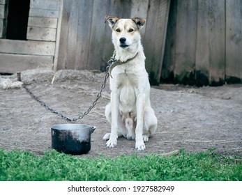 Sad Dog In Chains On A Leash Sits Outside Dog Kennel And Looks At The Camera. Concept Of Pet Abuse