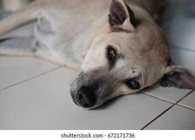 A Sad Dog Is Crying With Sad Eye Contact