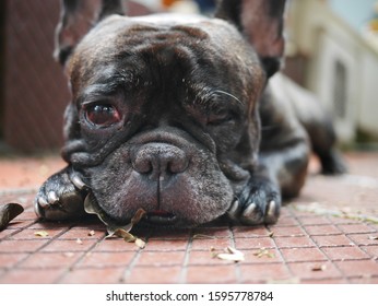 Sad Dog Crying, One-eyed Blind Black Dog Portrait