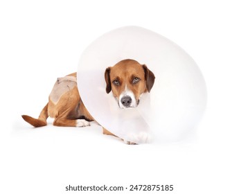 Sad dog with E-collar or cone. Full body of dog wearing recovery cone or Elizabethan collar to protect post-surgery wound with many stitches on hind leg. Harrier mix. Selective focus. Isolated - Powered by Shutterstock