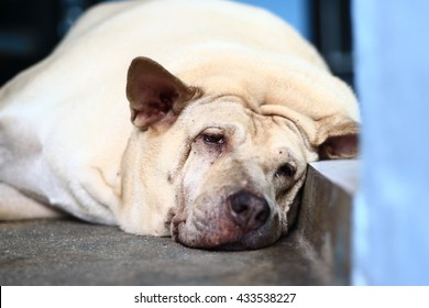
Sad dog and Fat dog,A sick dog.  - Shutterstock ID 433538227