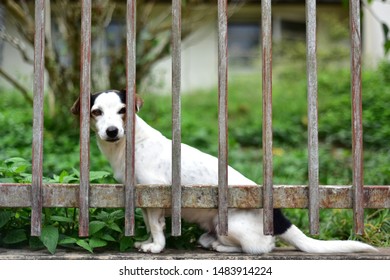 Sad Dog With A Fence Or Abandoned Dog In Animal Shelter. Hope For Pet Adoption. Cute Dog In Cage. Selected Focus