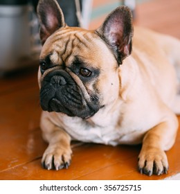 Sad Dog French Bulldog Sitting On Floor Indoor. The French Bulldog Is A Small Breed Of Domestic Dog