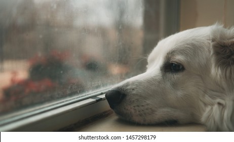 Sad Dog, Great Pyrenees Looking Out Window