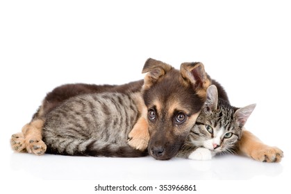 Sad Dog Hugging Tabby Cat. Isolated On White Background