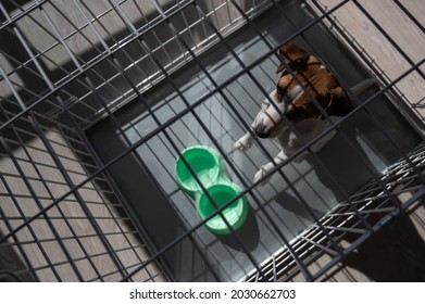 Sad Dog Jack Russell Terrier Sits In A Cage And Waits For Food At An Empty Bowl. View From Above