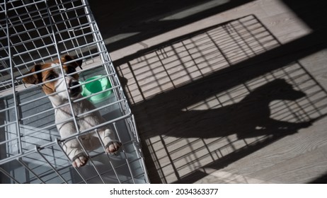 Sad Dog Jack Russell Terrier Sits In A Cage And Waits For Food At An Empty Bowl