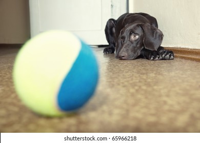 Sad Dog Laying At The Defocused Tennis Ball. Natural Light And Colors